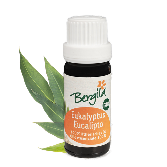Eucalyptus organic essential oil 